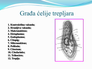Građa ćelije trepljara
1. Kontraktilna vakuola;
2. Hranljiva vakuola;
3. Makronukleus;
4. Ektoplazma;
5. Endoplazma;
6. Citopig;
7. Mikronukleus;
8. Pelikula;
9. Citostom;
10. Citofarinks;
11. Trihociste;
12. Treplje.
 