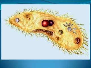 Protista goca