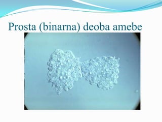 Prosta (binarna) deoba amebe
 