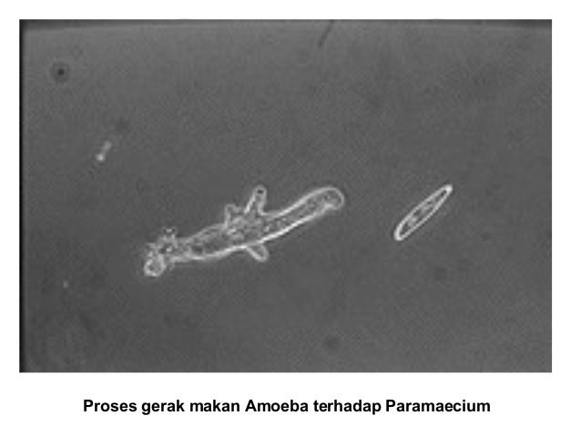 Protista jadi