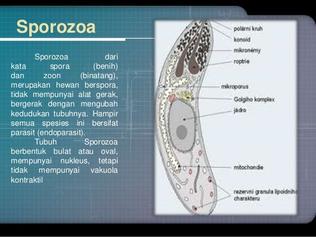 Protista mirip hewan 