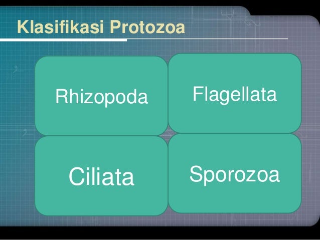 Protista mirip hewan