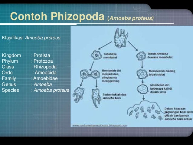 Protista Mirip Hewan