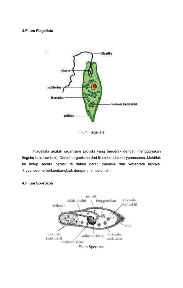 Protista mirip hewan, jamur dan tumbuhan PDF