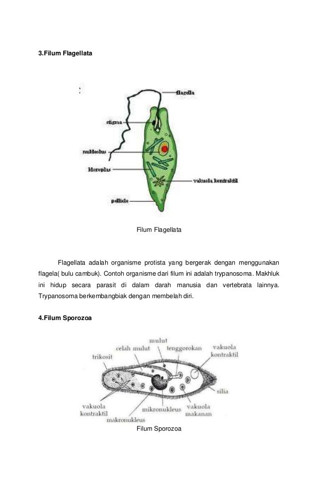 Protista mirip hewan, jamur dan tumbuhan