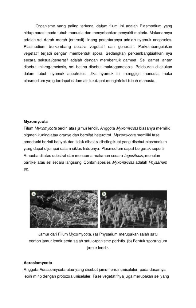 Protista mirip hewan, jamur dan tumbuhan