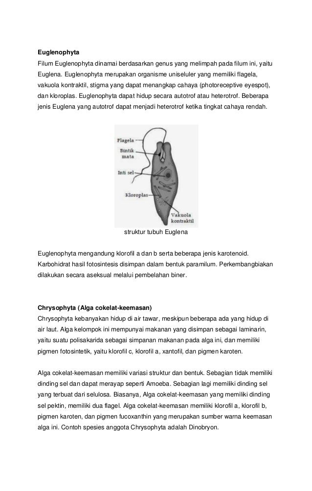 Protista mirip hewan  jamur dan tumbuhan