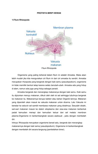 PROTISTA MIRIP HEWAN
1.Filum Rhizopoda
Filum Rhizopoda
Organisme yang paling terkenal dalam filum ini adalah Amoeba. Maka akan
lebih mudah jika kita menguraikan ciri filum ini dari ciri amoeba itu sendiri. Amoeba
merupakan rhizopoda yang bergerak dengan kaki semu (pseudopodium), organisme
ini tidak memiliki bentuk tetap karena selalu berubah-ubah. Amoeba ada yang hidup
di alam, namun ada juga yang hidup sebagai parasit.
Amoeba bergerak dan menangkap makananya dengan kaki semu. Kaki semu
itu dijulurkan menuju makanan, diikuti oleh oleh isi sel sehingga tubuhnya bergerak
ke makanan itu. Makanannya berupa bakteri atau bahan Organik lainnya. Makanan
yang diperoleh akan masuk ke vakuola makanan untuk dicerna. Lalu Vakuola ini
beredar ke seluruh sel sambil membawa makanan yang diolahnya. Sesudah diolah,
sari-sari makanan masuk ke dalam sitoplasma dan sisa-sisa makanan berbentuk
padat kemudian menepi dan kemudian keluar dari sel melalui membran
plasma.Organisme ini berkembangbiak secara aseksual , yaitu dengan membelah
diri.
Intinya: Rhizopoda merupakan organisme bersel satu, bergerak dan menangkap
makanannya dengan kaki semu( pseudopodium). Organisme ini berkembangbiak
dengan membelah diri secara langsung (pembelahan biner).
 