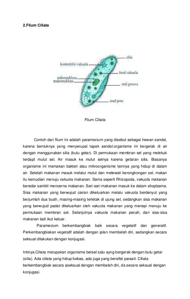 Protista mirip hewan, jamur dan tumbuhan 2 Protista mirip hewan, jamur dan tumbuhan 2