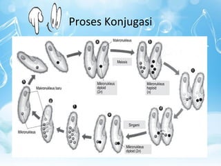 Proses Konjugasi

 