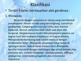 Klasifikasi
• Terdiri 4 kelas berdasarkan alat geraknya :
1. Rhizopoda
Bergerak dengan penjululuran selnya yang membentuk
pseudopodia. Hewan ini ada yang bercangkang, contohnya
globigerina. Cangkang tersusun dari silika atau kalsium
karbonat. Bentuk selnya berubah-ubah saat diam dan
bergerak. Sitoplasmanya terdiri dari ektoplasma (plasma sel
bagian luar) dan endoplasma(plasma sel bagian dalam).
Rhizopoda berkembanag biak secara aseksual dengan
pembelahan biner. Rhizopoda umumnya hidup bebas di
ligkungan berair, baik di darat maupun laut. Rhizopoda
bersifat heterotrof dengan memangsa alga unisel,bakteri,atau
protozoa lain. Contoh rhizopoda : amoeba poteus, difflugia,
globigerina, entamoeba ginggivalis,dan entamoeba
histolytica.

 
