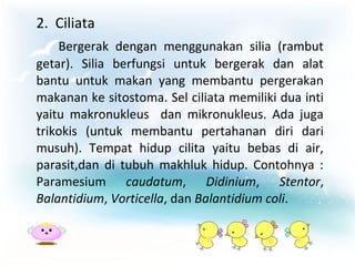 2. Ciliata
Bergerak dengan menggunakan silia (rambut
getar). Silia berfungsi untuk bergerak dan alat
bantu untuk makan yang membantu pergerakan
makanan ke sitostoma. Sel ciliata memiliki dua inti
yaitu makronukleus dan mikronukleus. Ada juga
trikokis (untuk membantu pertahanan diri dari
musuh). Tempat hidup cilita yaitu bebas di air,
parasit,dan di tubuh makhluk hidup. Contohnya :
Paramesium caudatum, Didinium, Stentor,
Balantidium, Vorticella, dan Balantidium coli.

 