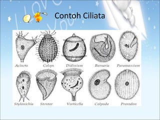Contoh Ciliata

 
