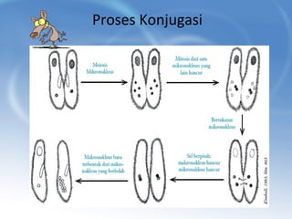 Proses Konjugasi

 