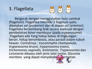 3. Flagellata
Bergerak dengan menggunakan bulu cambuk
(flagelum). Flagellata memiliki 2 flagelum yaitu
dibelakan sel (posterior) dan di depan sel (anterior).
Flagellata berkembang biak secara aseksual dengan
pembelahan biner membujur (pada trypanosoma)
.Flagellata ada Yang hidup bebas di lingkungan
berair, hidup bersimbiosis, atau parasit dalam tubuh
hewan. Contohnya : tryconimpha champanula,
trypanosoma brucei, trypanosoma evansi,
trichomonas vaginalis, leishmania. Trypanosoma dan
Leismania dibawa oleh jenis lalat tsetse, Glossina
moritans yang dapat menyebabkan kematian.

 