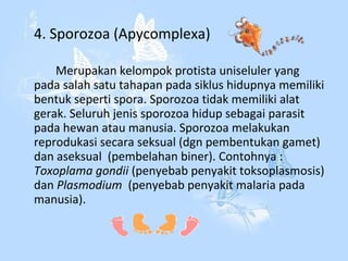 4. Sporozoa (Apycomplexa)
Merupakan kelompok protista uniseluler yang
pada salah satu tahapan pada siklus hidupnya memiliki
bentuk seperti spora. Sporozoa tidak memiliki alat
gerak. Seluruh jenis sporozoa hidup sebagai parasit
pada hewan atau manusia. Sporozoa melakukan
reprodukasi secara seksual (dgn pembentukan gamet)
dan aseksual (pembelahan biner). Contohnya :
Toxoplama gondii (penyebab penyakit toksoplasmosis)
dan Plasmodium (penyebab penyakit malaria pada
manusia).

 