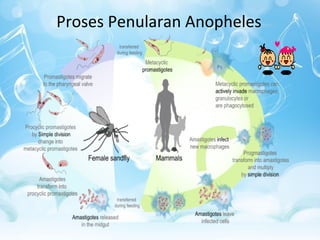 Proses Penularan Anopheles

 