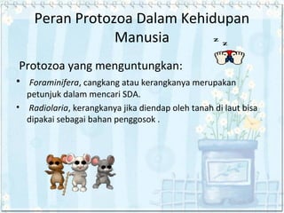 Peran Protozoa Dalam Kehidupan
Manusia
Protozoa yang menguntungkan:
• Foraminifera, cangkang atau kerangkanya merupakan
petunjuk dalam mencari SDA.
• Radiolaria, kerangkanya jika diendap oleh tanah di laut bisa
dipakai sebagai bahan penggosok .

 