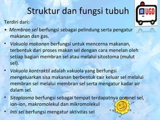 Struktur dan fungsi tubuh
Terdiri dari:
• Membran sel berfungsi sebagai pelindung serta pengatur
makanan dan gas.
• Vakuola makanan berfungsi untuk mencerna makanan,
terbentuk dari proses makan sel dengan cara menelan oleh
setiap bagian membran sel atau melalui sitostoma (mulut
sel).
• Vakuola kontraktil adalah vakuola yang berfungsi
mengeluarkan sisa makanan berbentuk cair keluar sel melalui
membran sel melalui membran sel serta mengatur kadar air
dalam sel.
• Sitoplasma berfungsi sebagai tempat terdapatnya organel sel,
ion-ion, makromolekul dan mikromolekul
• Inti sel berfungsi mengatur aktivitas sel

 