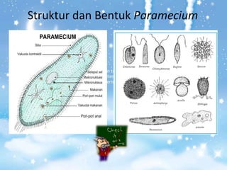 Struktur dan Bentuk Paramecium

 