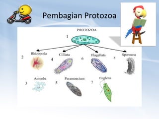 Pembagian Protozoa

 