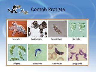 Contoh Protista

 