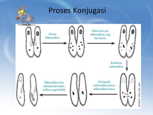 Protista Mirip Hewan  Protozoa X 1