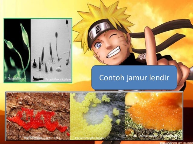 Protista mirip jamur (by Josafat Anhar dan team)