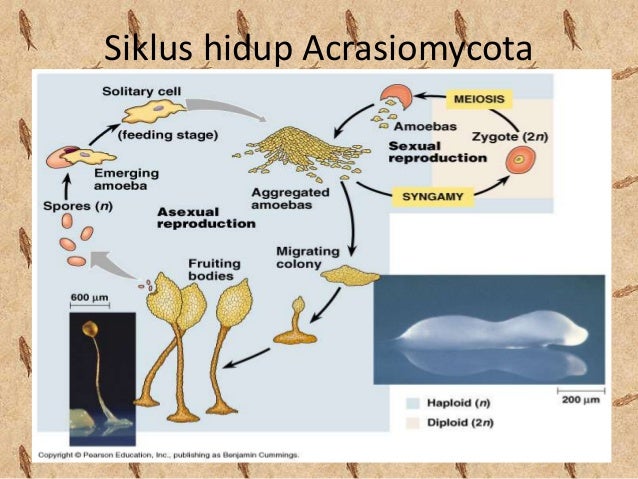 Protista mirip jamur (by Josafat Anhar dan team)