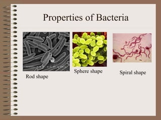 Protist and bacteria presentation | PPT