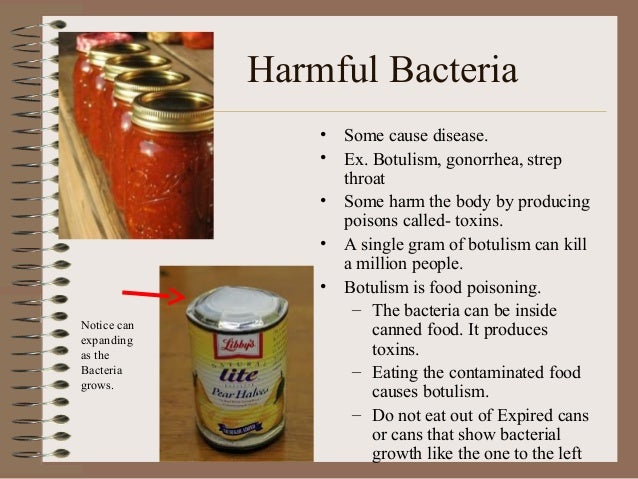 Protist and bacteria presentation Protist and bacteria presentation
