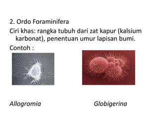 2. Ordo Foraminifera
Ciri khas: rangka tubuh dari zat kapur (kalsium
karbonat), penentuan umur lapisan bumi.
Contoh :
Allogromia Globigerina
 