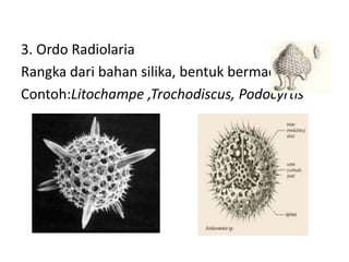 3. Ordo Radiolaria
Rangka dari bahan silika, bentuk bermacam.
Contoh:Litochampe ,Trochodiscus, Podocyrtis
 