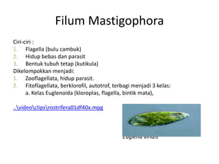 Filum Mastigophora
Ciri-ciri :
1. Flagella (bulu cambuk)
2. Hidup bebas dan parasit
3. Bentuk tubuh tetap (kutikula)
Dikelompokkan menjadi:
1. Zooflagellata, hidup parasit.
2. Fitoflagellata, berklorofil, autotrof, terbagi menjadi 3 kelas:
a. Kelas Euglenoida (kloroplas, flagella, bintik mata),
..videoclipsrostrifera01df40x.mpg
Euglena viridis
 