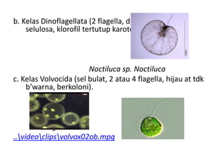 b. Kelas Dinoflagellata (2 flagella, dinding sel dari
selulosa, klorofil tertutup karoten),
Noctiluca sp. Noctiluca
c. Kelas Volvocida (sel bulat, 2 atau 4 flagella, hijau at tdk
b’warna, berkoloni).
Volvox globator Chlamydomonas
..videoclipsvolvox02ob.mpg
 