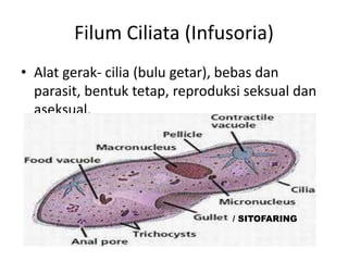 Filum Ciliata (Infusoria)
• Alat gerak- cilia (bulu getar), bebas dan
parasit, bentuk tetap, reproduksi seksual dan
aseksual.
/ SITOFARING
 