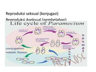 Reproduksi seksual (konjugasi)
Reproduksi Aseksual (pembelahan)
 