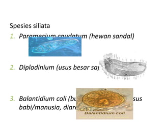 Spesies siliata
1. Paramecium caudatum (hewan sandal)
2. Diplodinium (usus besar sapi)
3. Balantidium coli (bulat telur, hidup di usus
babi/manusia, diare)
 
