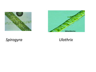 Spirogyra Ulothrix
 