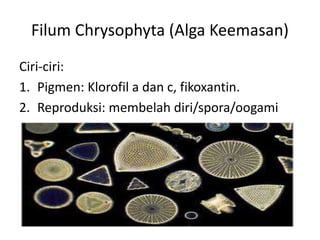 Filum Chrysophyta (Alga Keemasan)
Ciri-ciri:
1. Pigmen: Klorofil a dan c, fikoxantin.
2. Reproduksi: membelah diri/spora/oogami
 