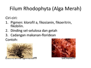Filum Rhodophyta (Alga Merah)
Ciri-ciri:
1. Pigmen: klorofil a, fikosianin, fikoeritrin,
fikobilin.
2. Dinding sel-selulosa dan getah
3. Cadangan makanan-floridean
Contoh:
Eucheuma spinosum Gelidium
 