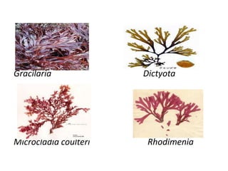 Gracilaria Dictyota
Microcladia coulteri Rhodimenia
 