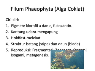 Filum Phaeophyta (Alga Coklat)
Ciri-ciri:
1. Pigmen: klorofil a dan c, fukoxantin.
2. Kantung udara-mengapung
3. Holdfast-melekat
4. Struktur batang (stipe) dan daun (blade)
5. Reproduksi: Fragmentasi, Zoospora, Oogami,
Isogami, metagenesis.
 