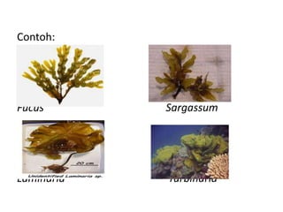 Contoh:
Fucus Sargassum
Laminaria Turbinaria
 