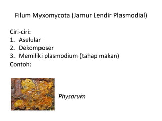 Filum Myxomycota (Jamur Lendir Plasmodial)
Ciri-ciri:
1. Aselular
2. Dekomposer
3. Memiliki plasmodium (tahap makan)
Contoh:
Physarum
 