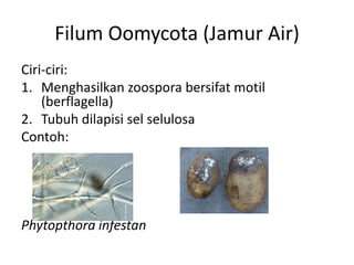 Filum Oomycota (Jamur Air)
Ciri-ciri:
1. Menghasilkan zoospora bersifat motil
(berflagella)
2. Tubuh dilapisi sel selulosa
Contoh:
Phytopthora infestan
 
