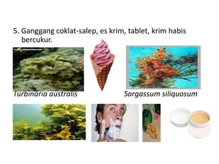 5. Ganggang coklat-salep, es krim, tablet, krim habis
bercukur.
Turbinaria australis Sargassum siliquosum
Fucus vesiculosus
 
