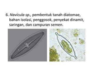 6. Navicula sp., pembentuk tanah diatomae,
bahan isolasi, penggosok, penyekat dinamit,
saringan, dan campuran semen.
 