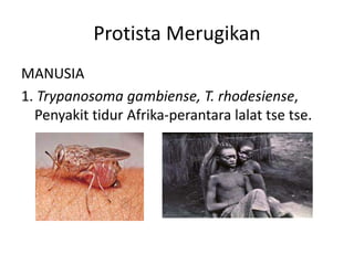 Protista Merugikan
MANUSIA
1. Trypanosoma gambiense, T. rhodesiense,
Penyakit tidur Afrika-perantara lalat tse tse.
 