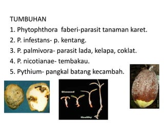 TUMBUHAN
1. Phytophthora faberi-parasit tanaman karet.
2. P. infestans- p. kentang.
3. P. palmivora- parasit lada, kelapa, coklat.
4. P. nicotianae- tembakau.
5. Pythium- pangkal batang kecambah.
 